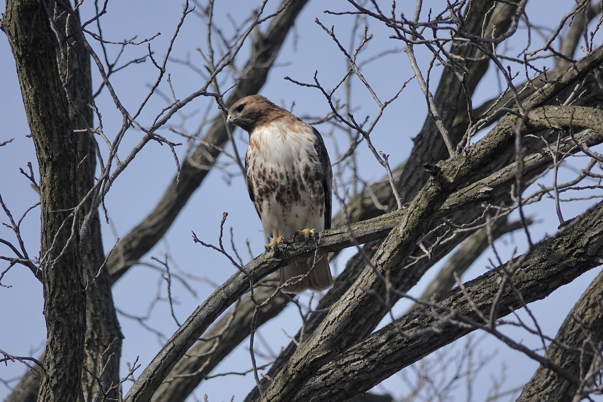 Red-tailed Hawk - ML616524140