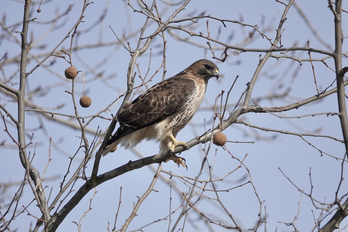 Red-tailed Hawk - ML616524141
