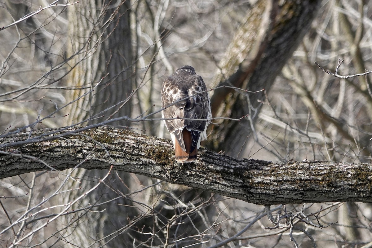 Red-tailed Hawk - ML616524143