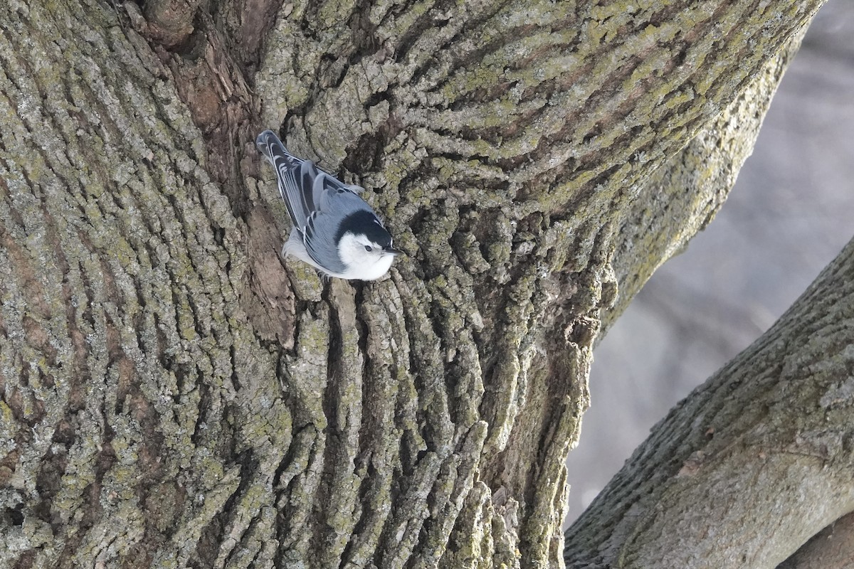 White-breasted Nuthatch - ML616524203