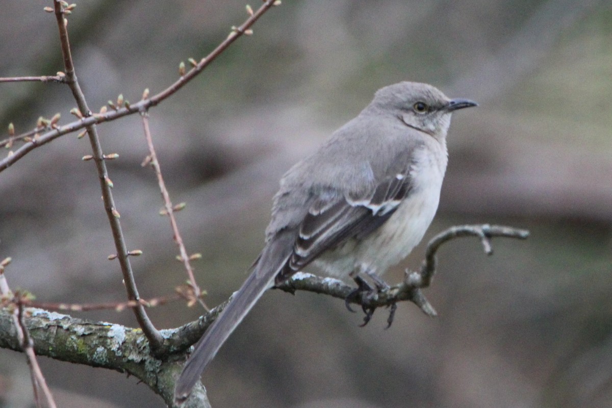 Northern Mockingbird - Kumaran M