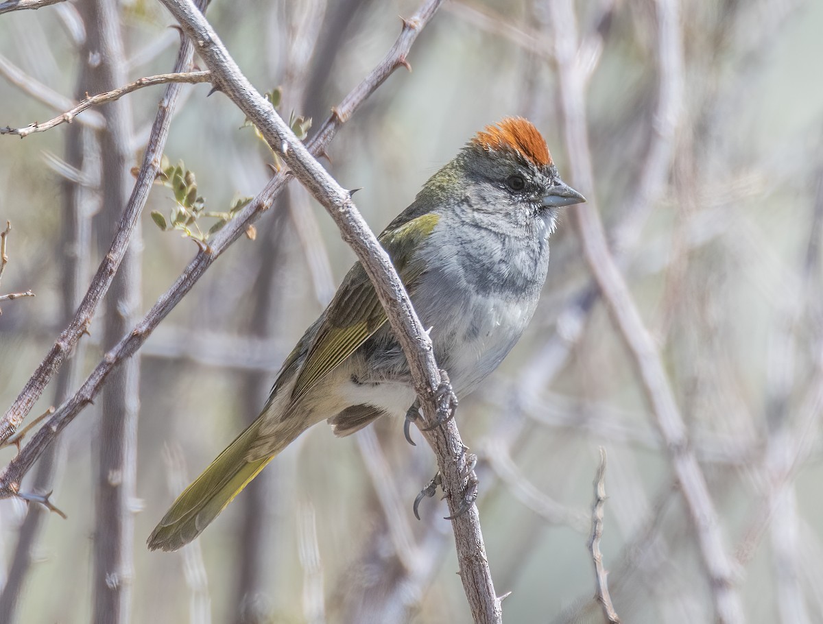 Green-tailed Towhee - Stephen Myers