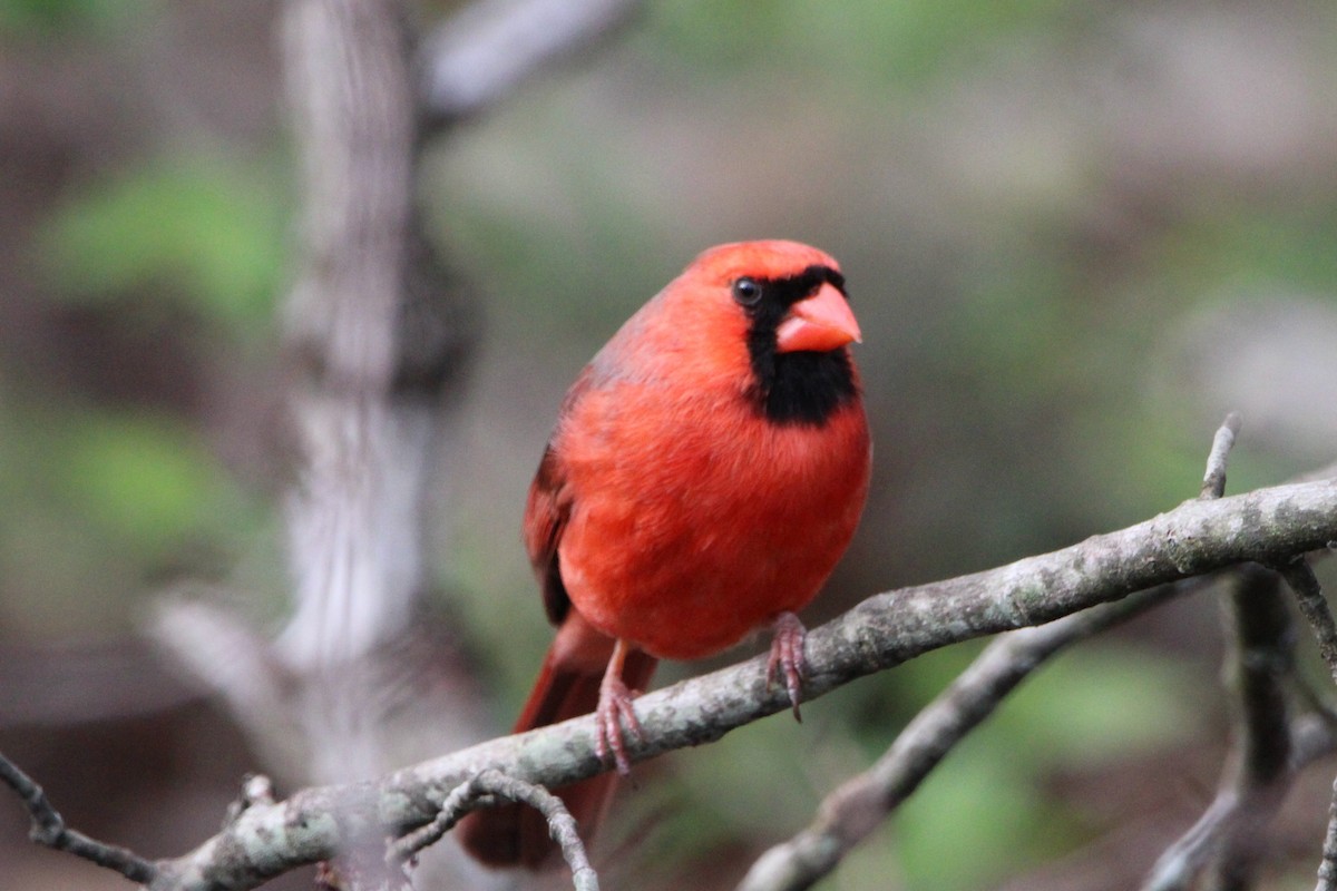 Cardinal rouge - ML616524252