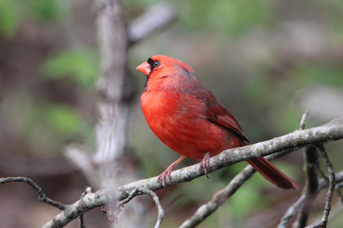Northern Cardinal - Kumaran M