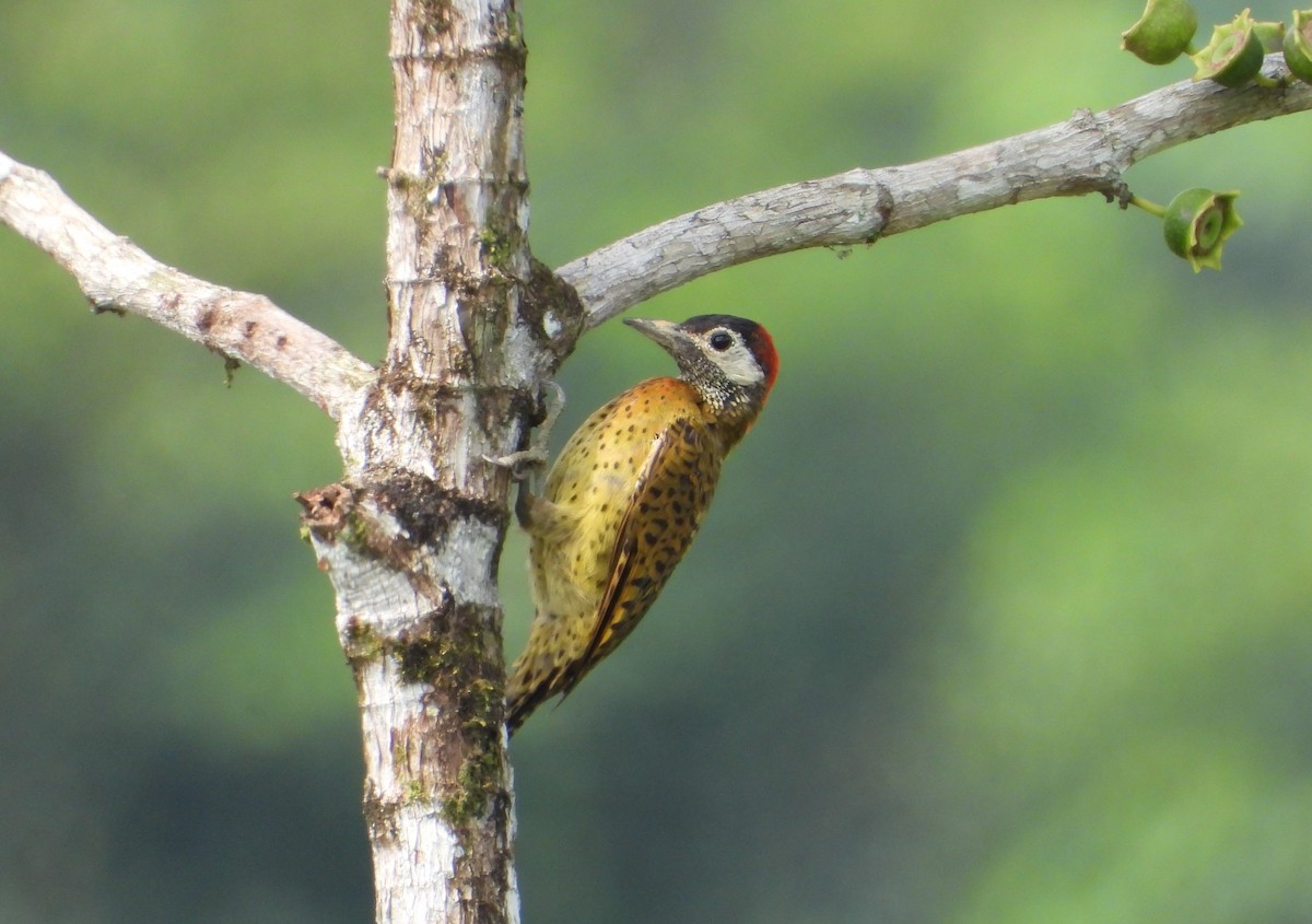 Spot-breasted Woodpecker - ML616524293