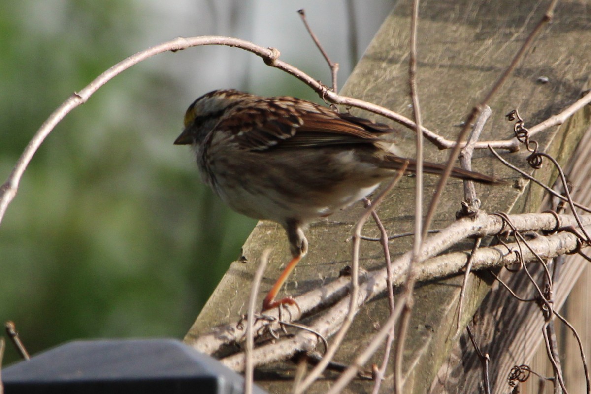 White-throated Sparrow - Kumaran M