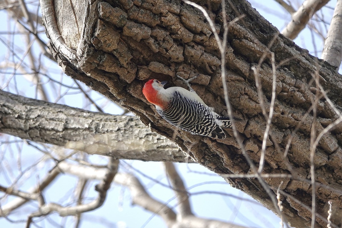 Red-bellied Woodpecker - ML616524366