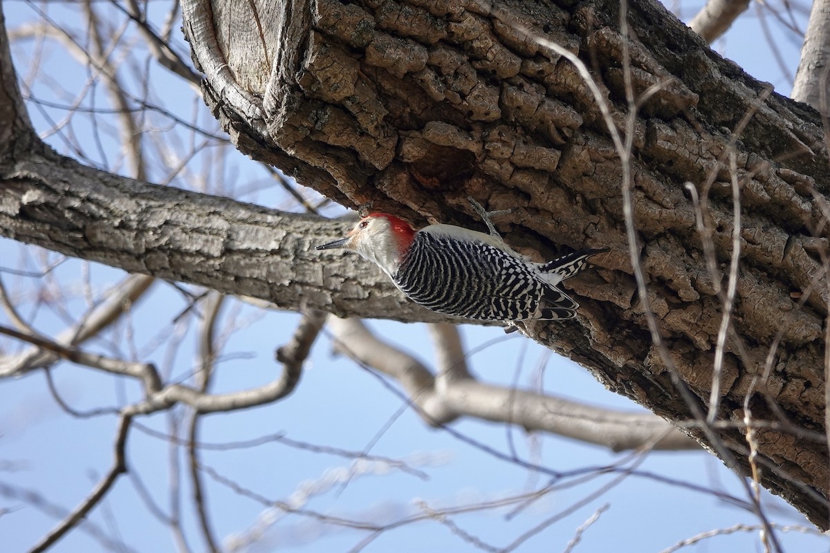 Red-bellied Woodpecker - ML616524367