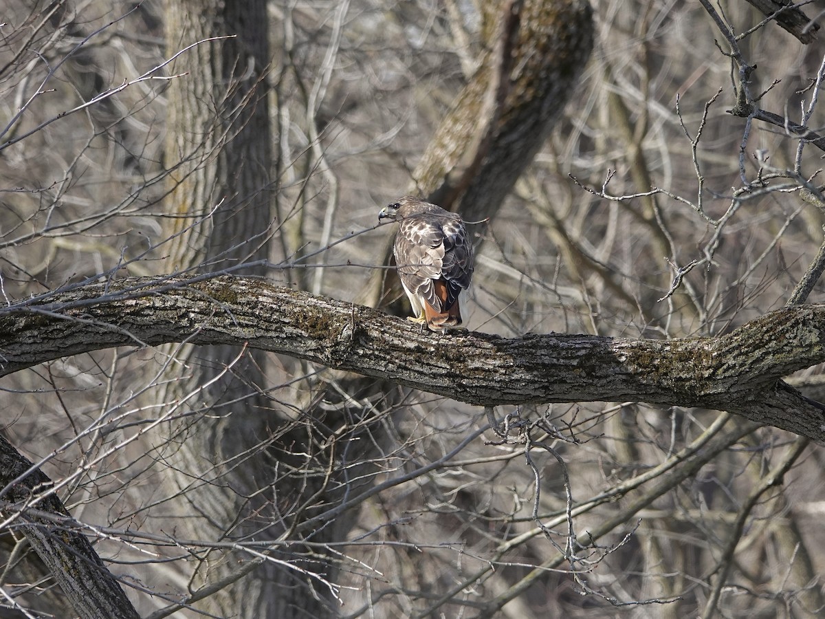 Red-tailed Hawk - ML616524456