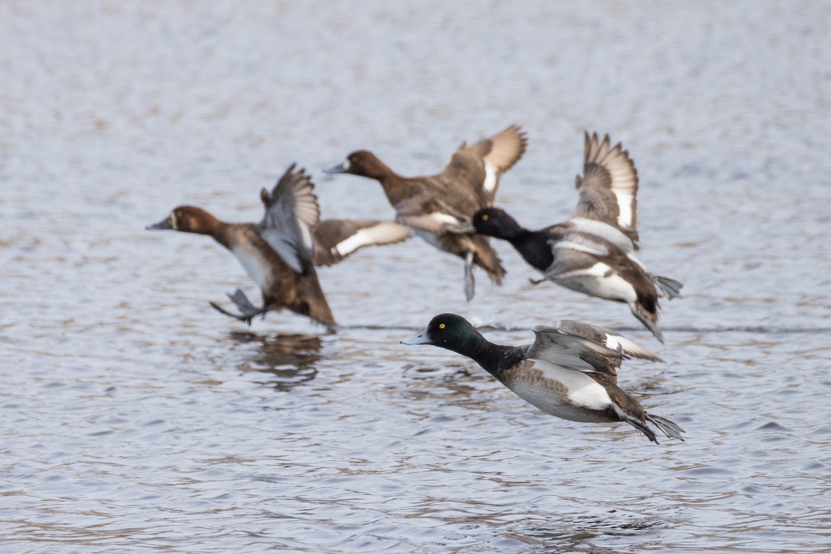 Greater Scaup - ML616524634