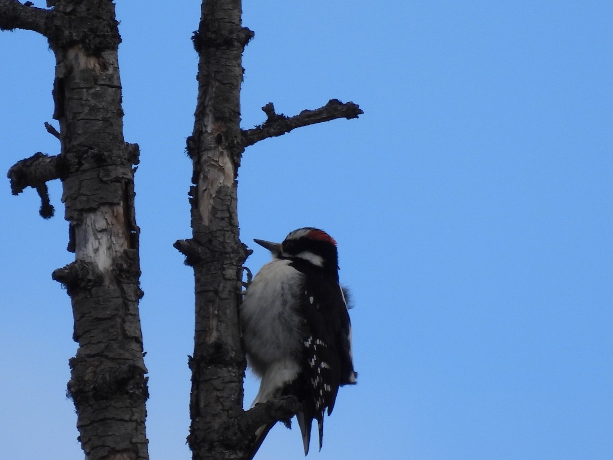 Hairy Woodpecker - ML616524785