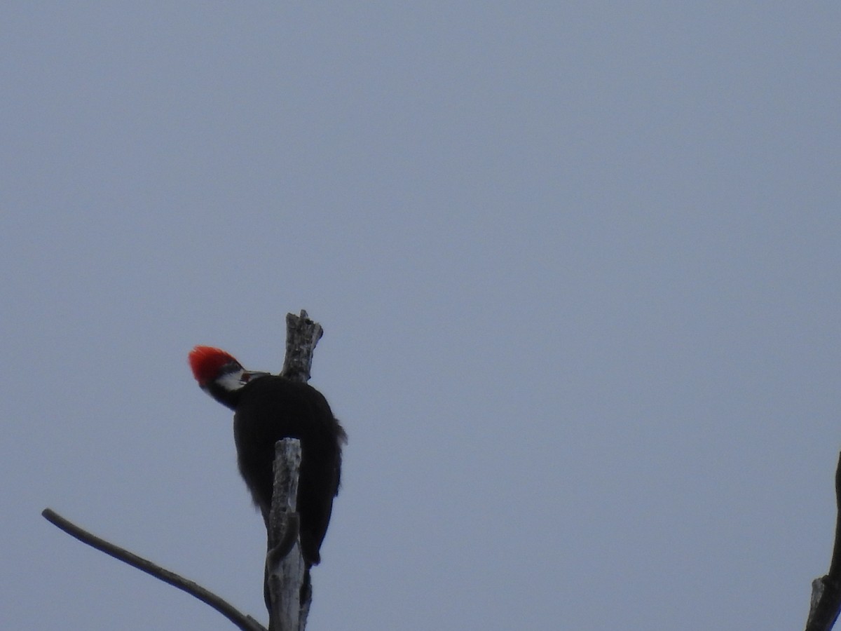 Pileated Woodpecker - ML616524789