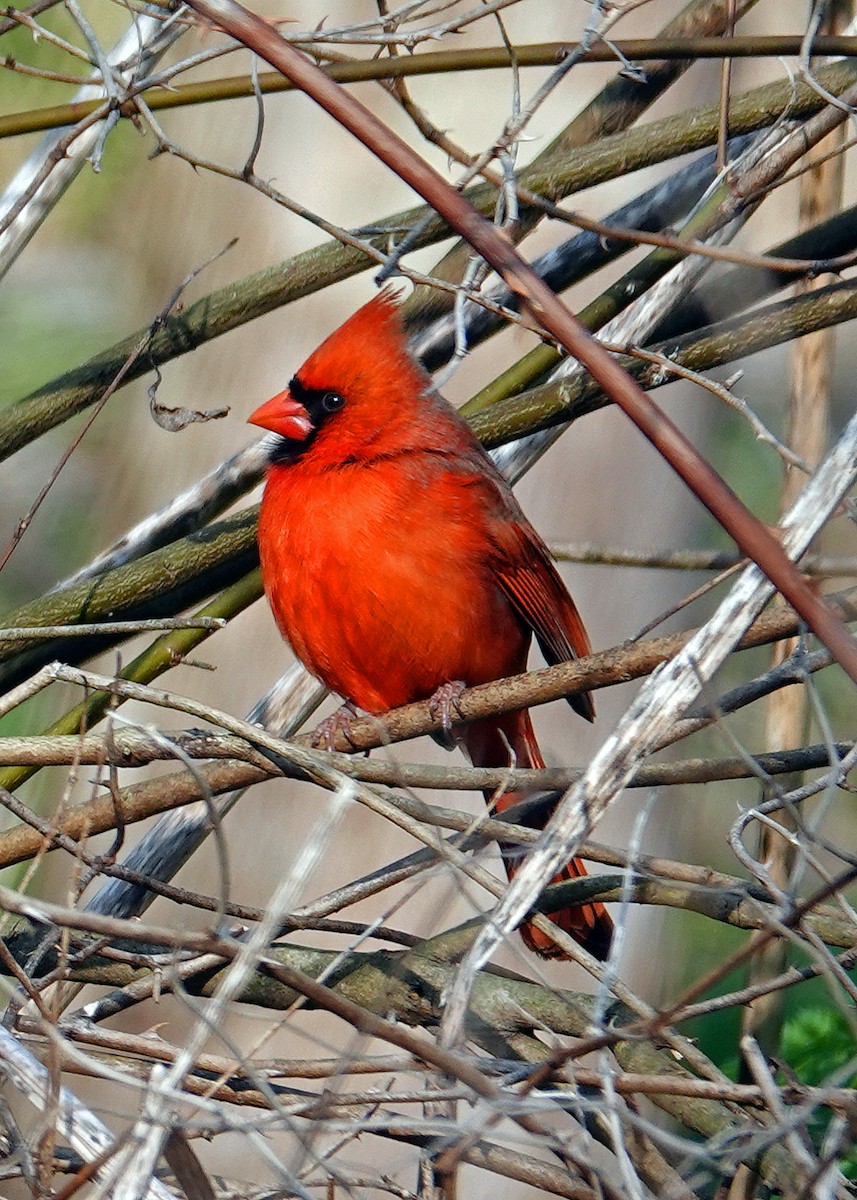 Cardinal rouge - ML616524896
