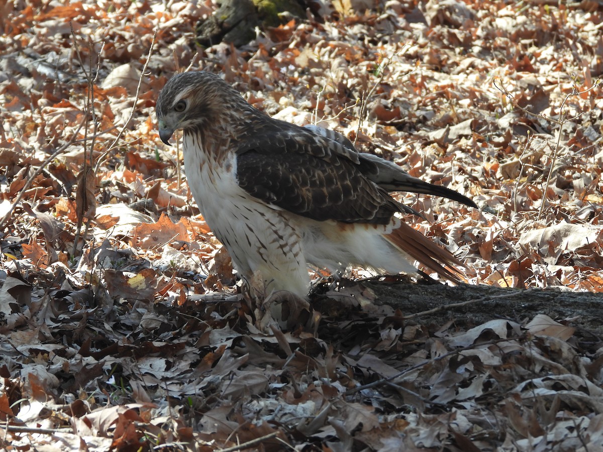 Red-tailed Hawk (borealis) - ML616524910