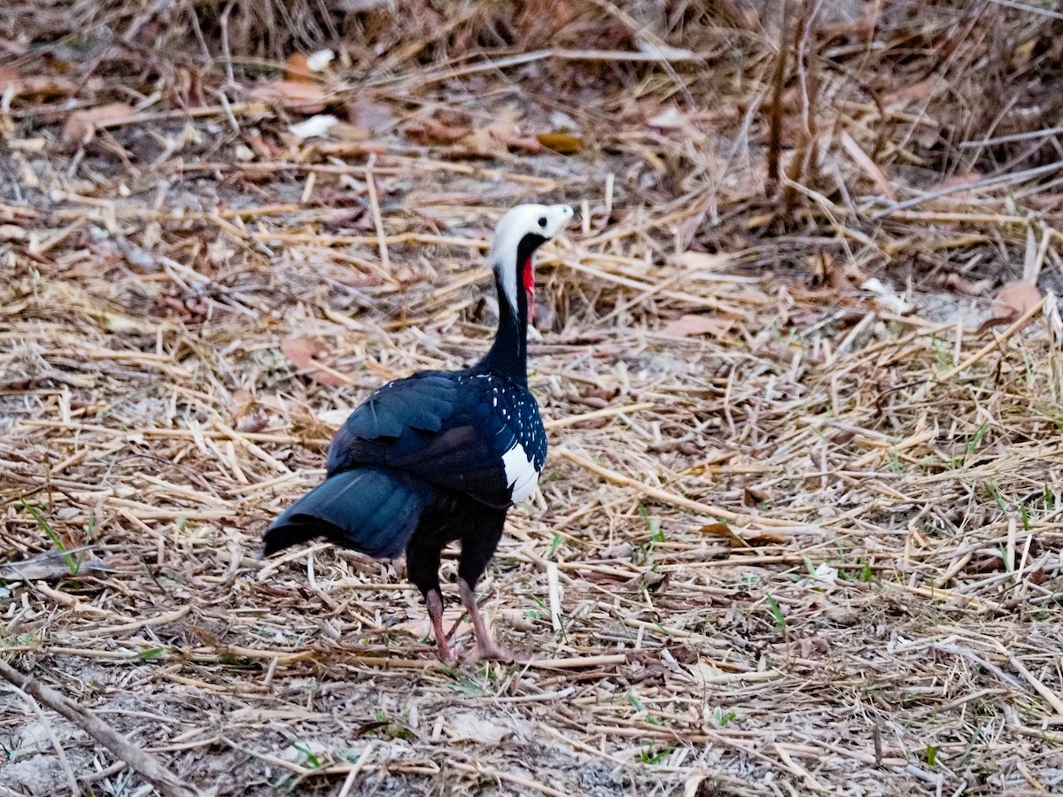 Red-throated Piping-Guan - Anonymous