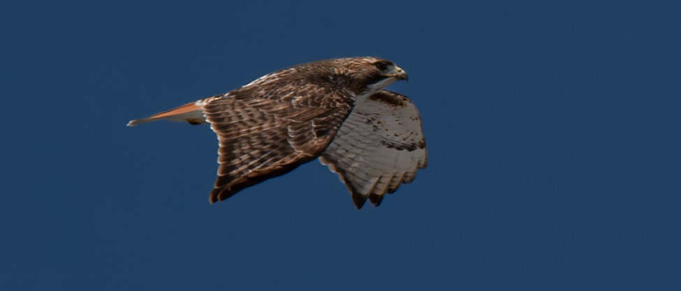 Red-tailed Hawk - ML616525034