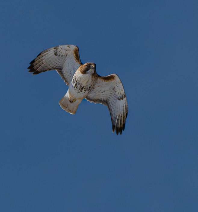 Red-tailed Hawk - ML616525035