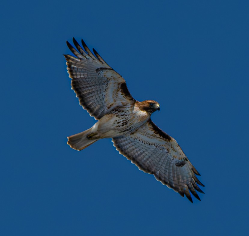 Red-tailed Hawk - ML616525036