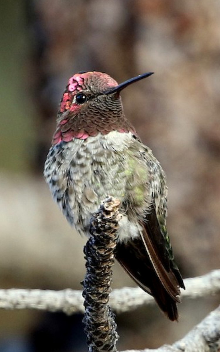 Anna's Hummingbird - ML616525059