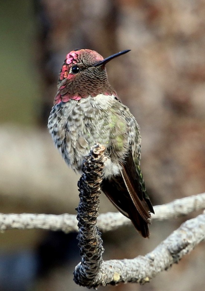 Anna's Hummingbird - Pierre Howard