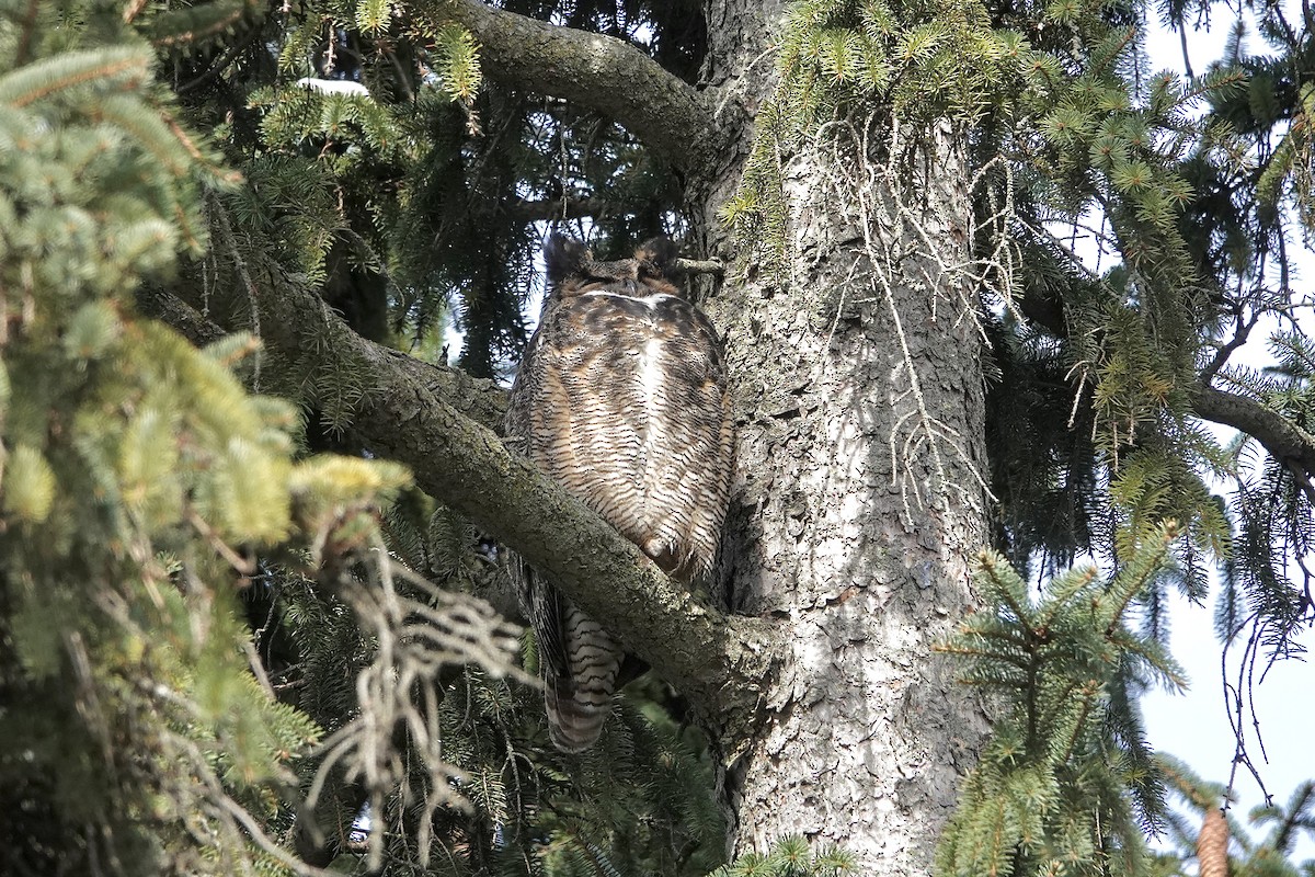 Great Horned Owl - ML616525067