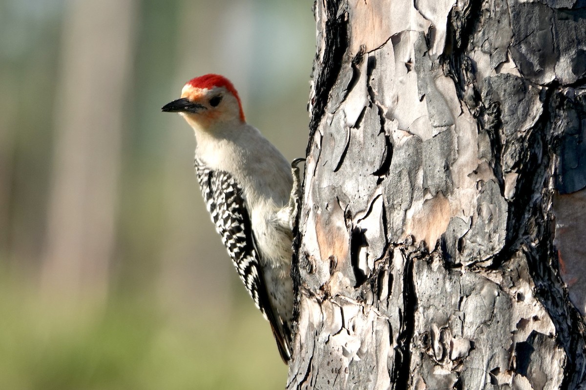 Red-bellied Woodpecker - ML616525080