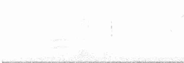 クロフヒメドリ（belli） - ML616525121