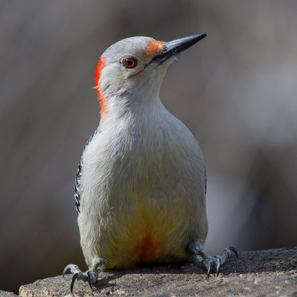 Red-bellied Woodpecker - ML616525125