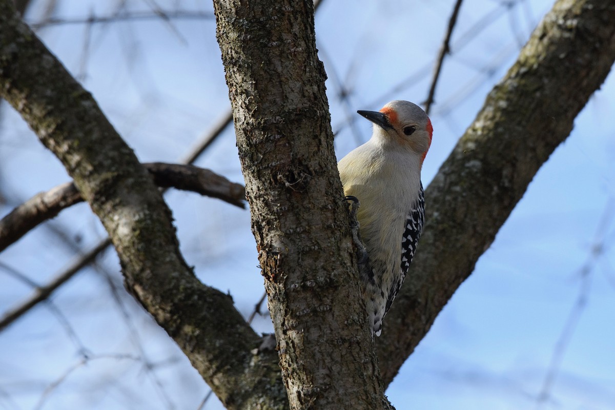Red-bellied Woodpecker - ML616525126