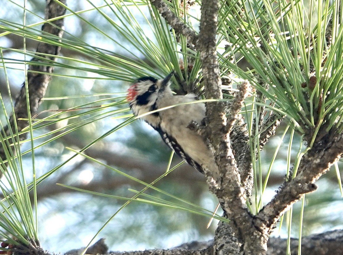 Downy Woodpecker - ML616525167