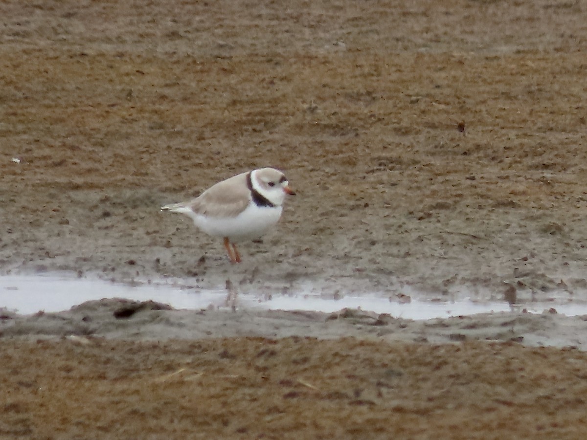 Piping Plover - ML616525187