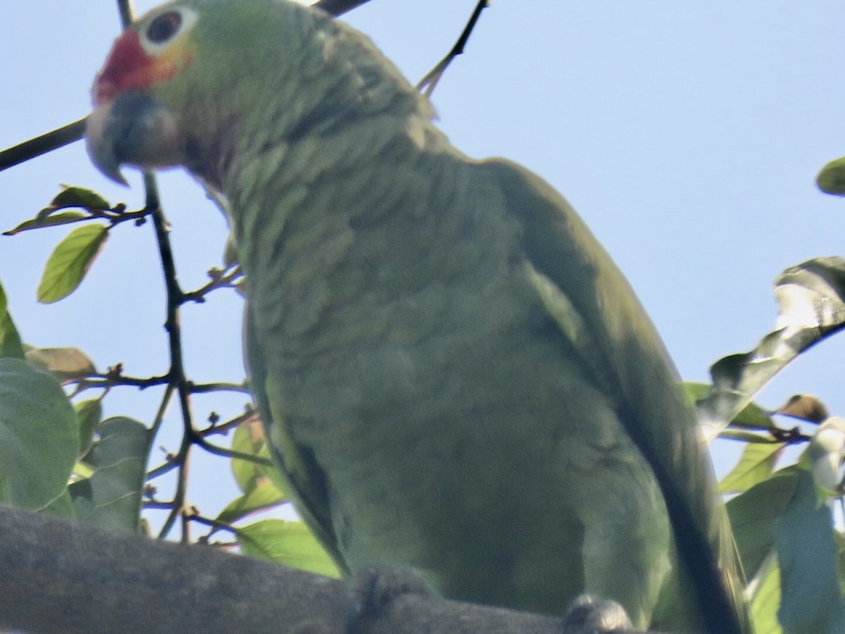 Red-lored Parrot (Red-lored) - ML616525307