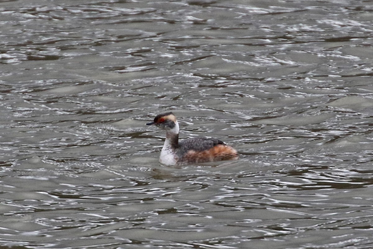 Horned Grebe - Clancey Deel