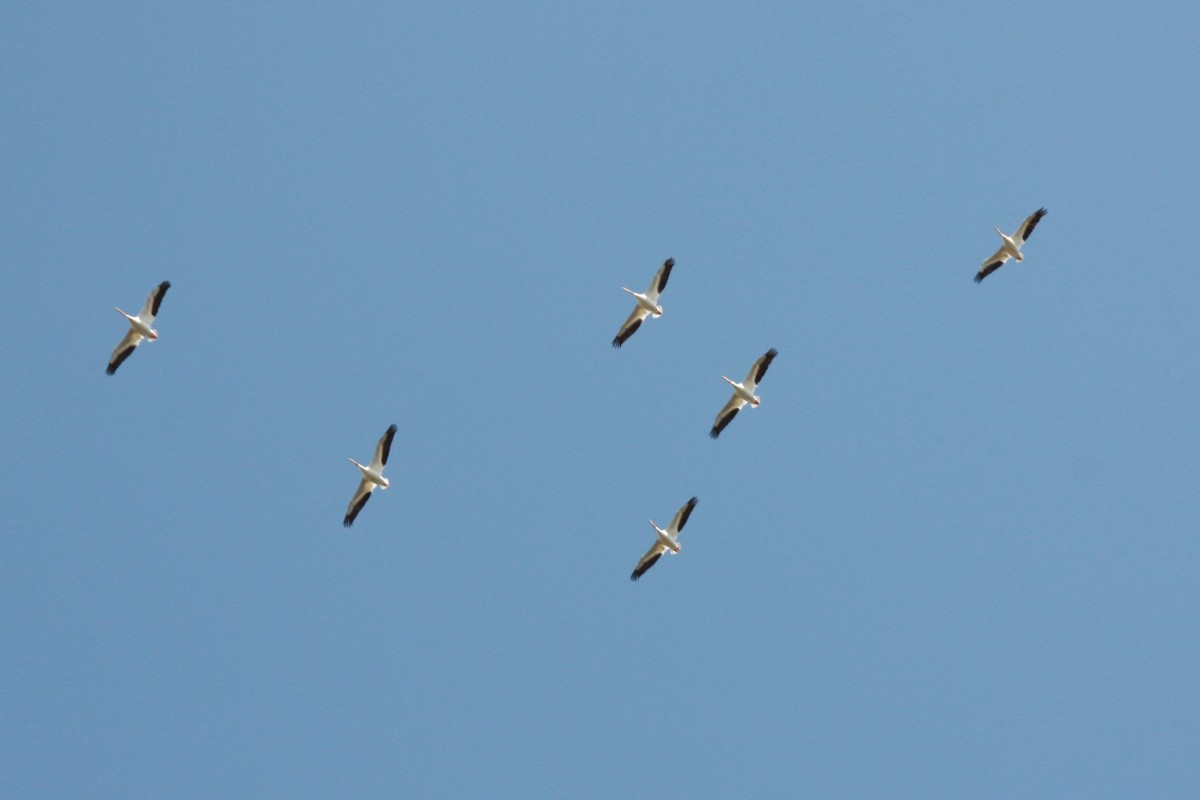 pelikán severoamerický - ML616525538