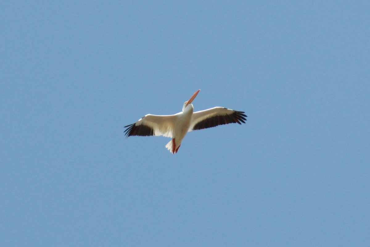 American White Pelican - ML616525539