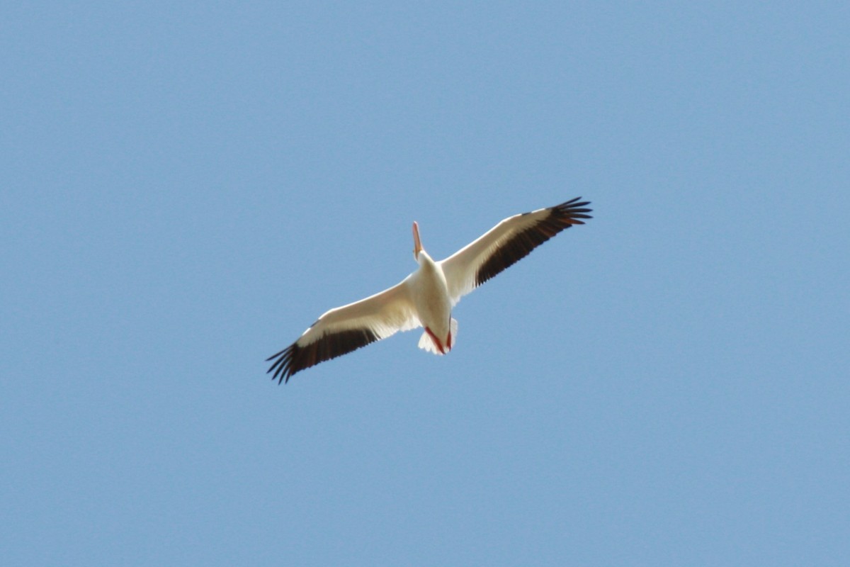 pelikán severoamerický - ML616525540