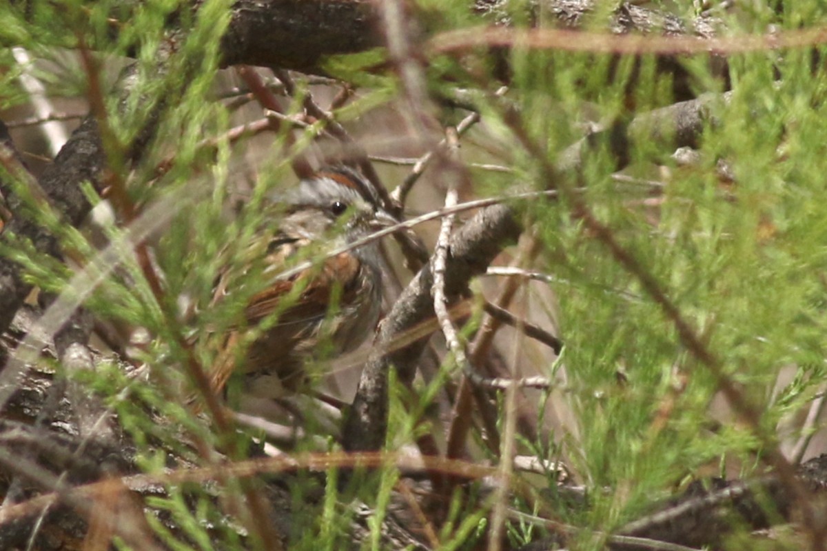 Swamp Sparrow - ML616525546