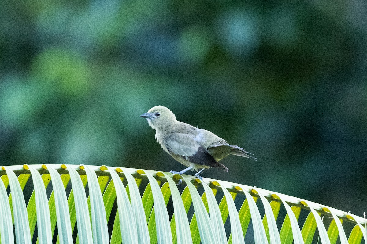Palm Tanager - ML616525609