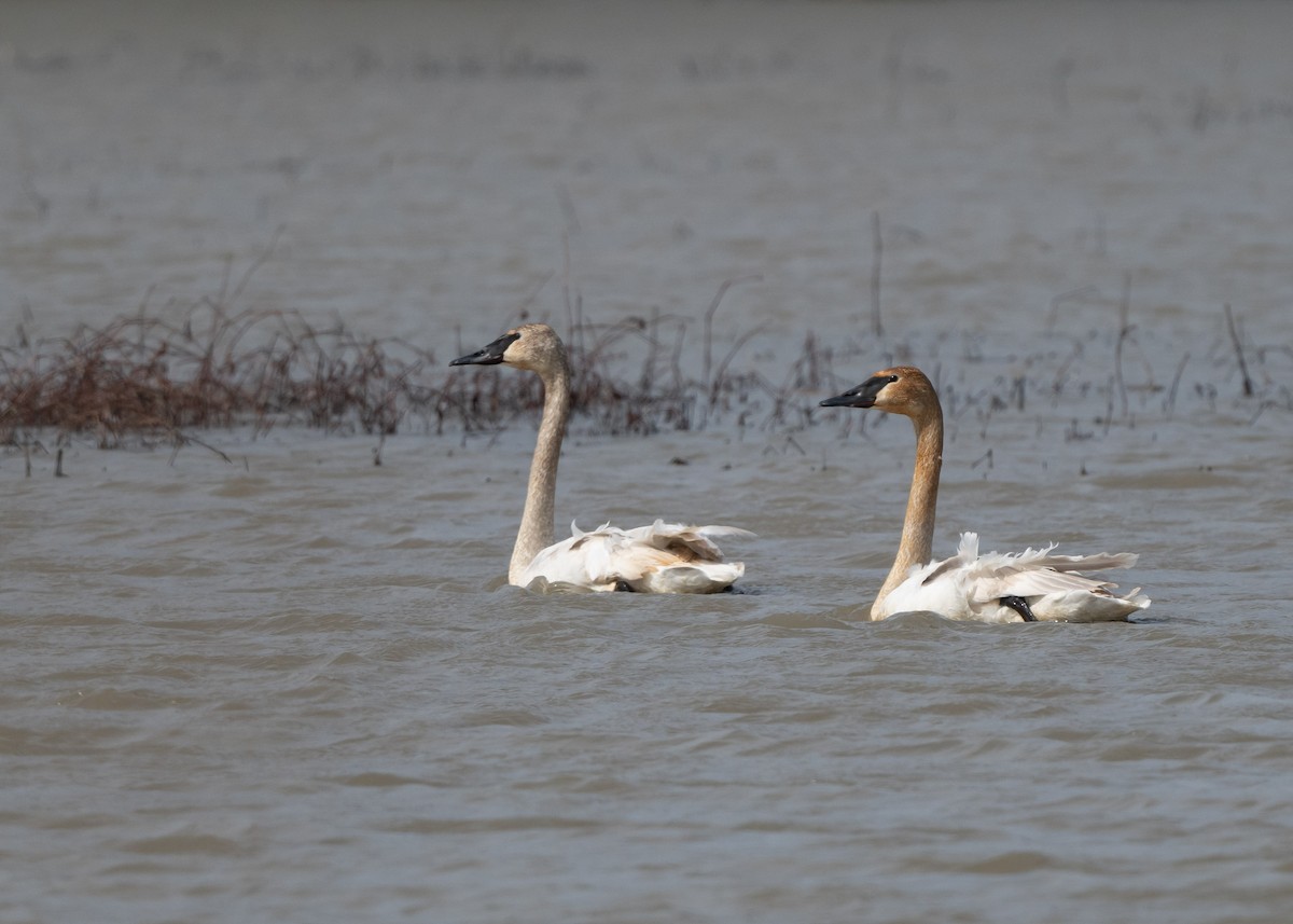 Trumpeter Swan - Sheila and Ed Bremer