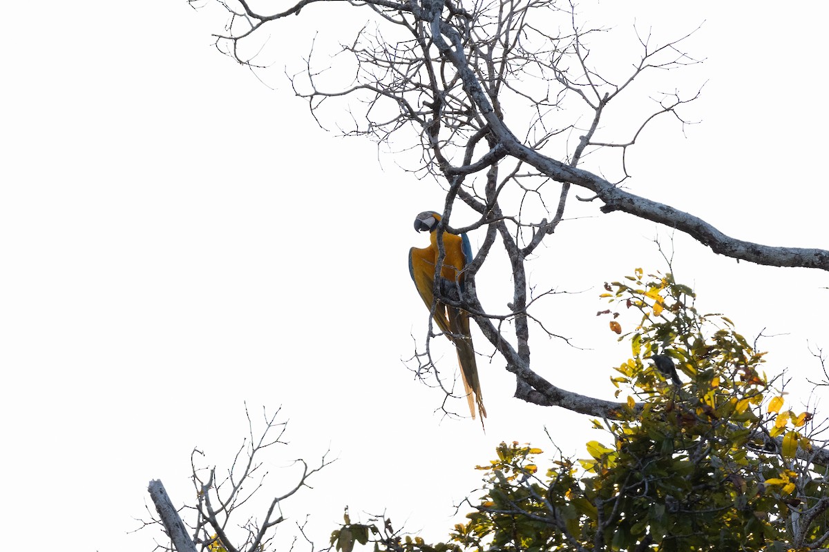 Blue-and-yellow Macaw - ML616525634