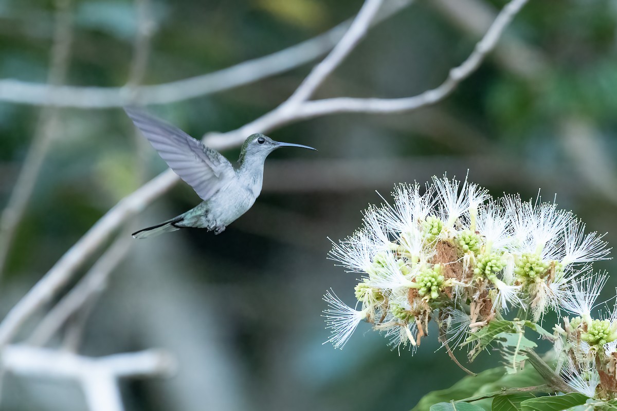 kolibřík šedoprsý - ML616525660