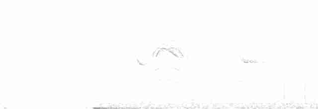 Iiwikleidervogel - ML616525750