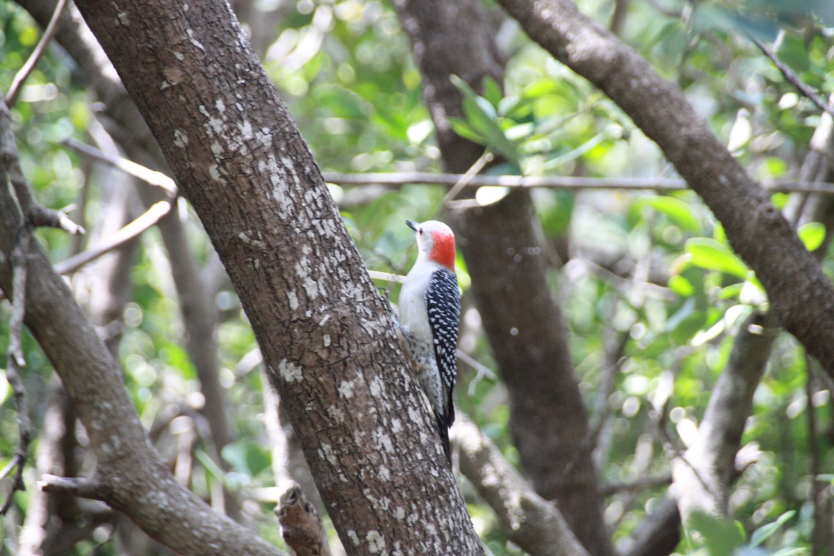 Red-bellied Woodpecker - ML616525809