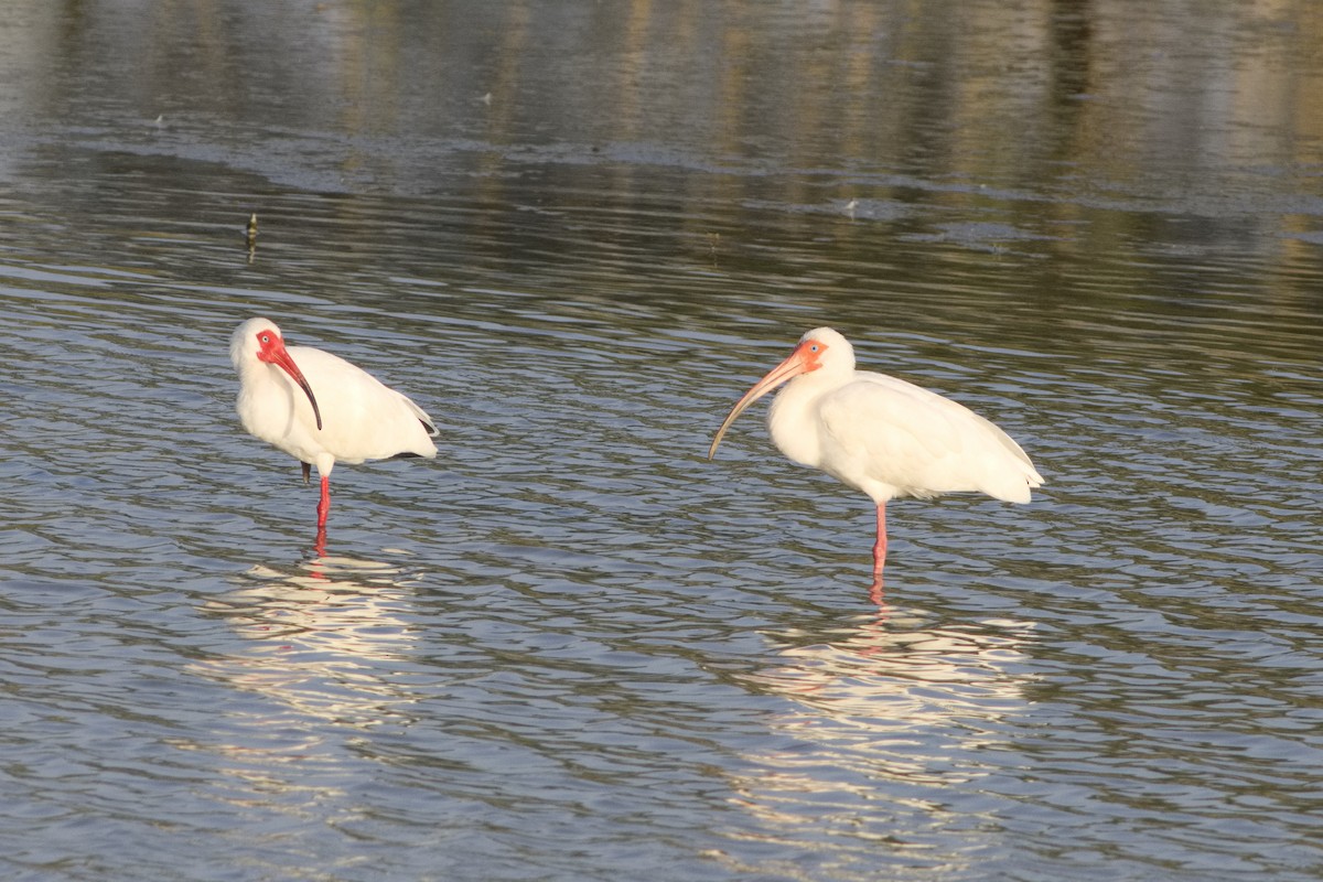 ibis bílý - ML616525855