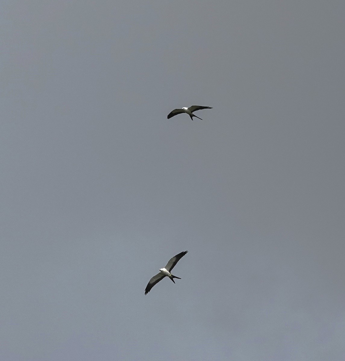 Swallow-tailed Kite - ML616525948