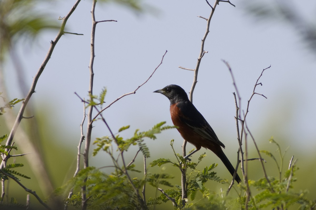 Orchard Oriole - ML616525956