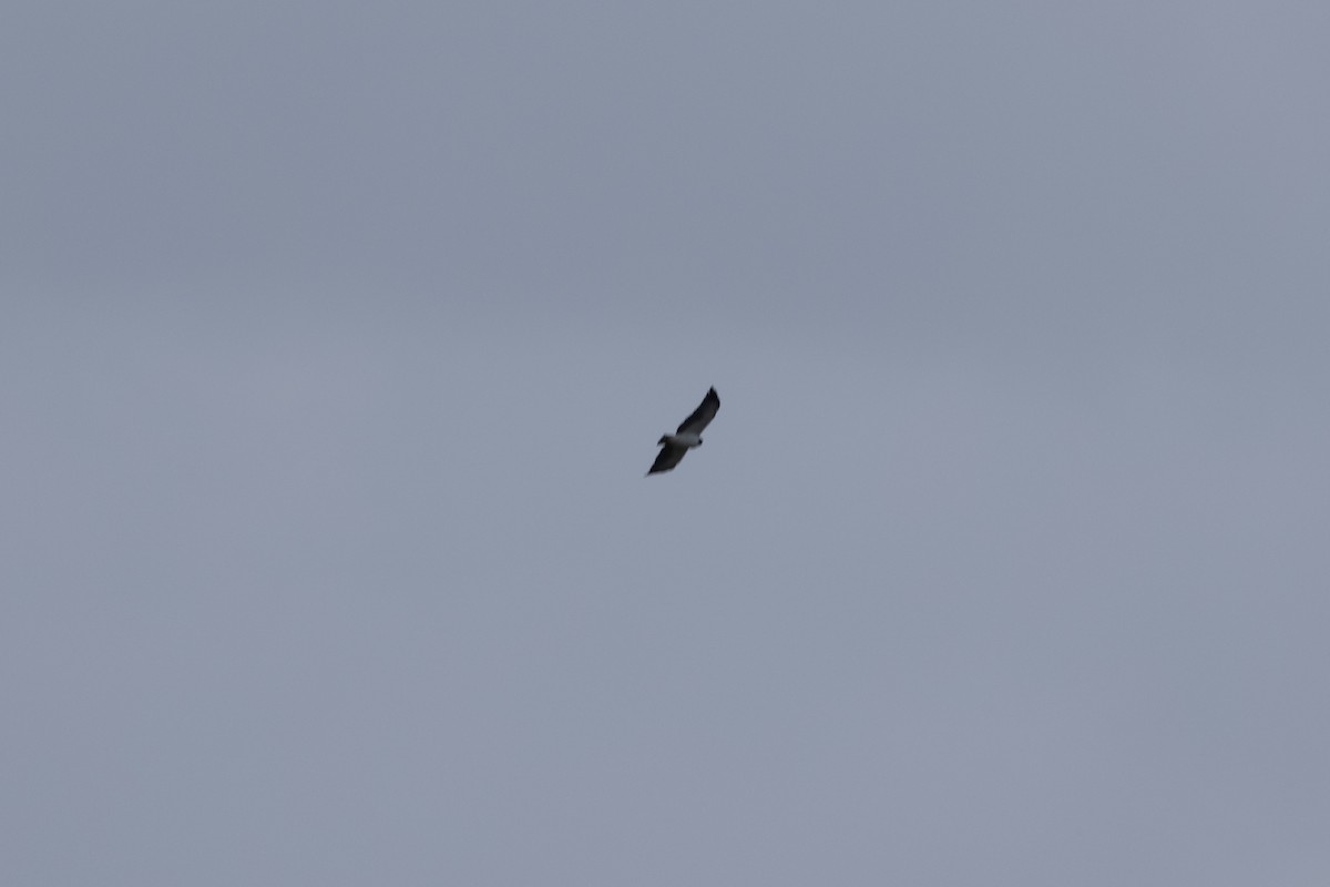 Short-tailed Hawk - ML616525981