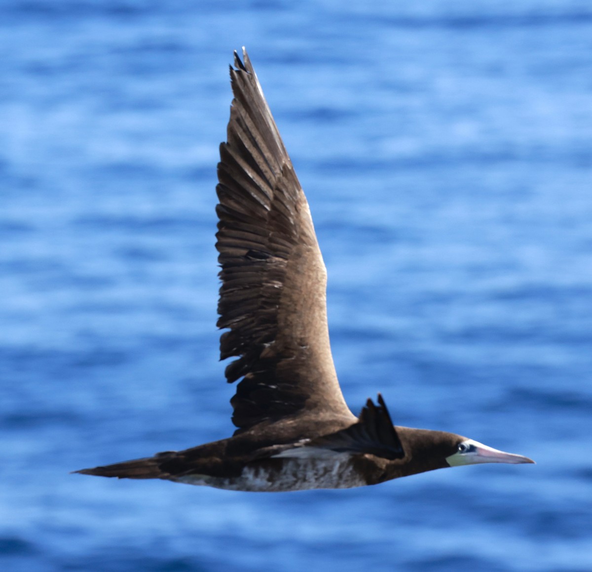 Brown Booby - ML616526006
