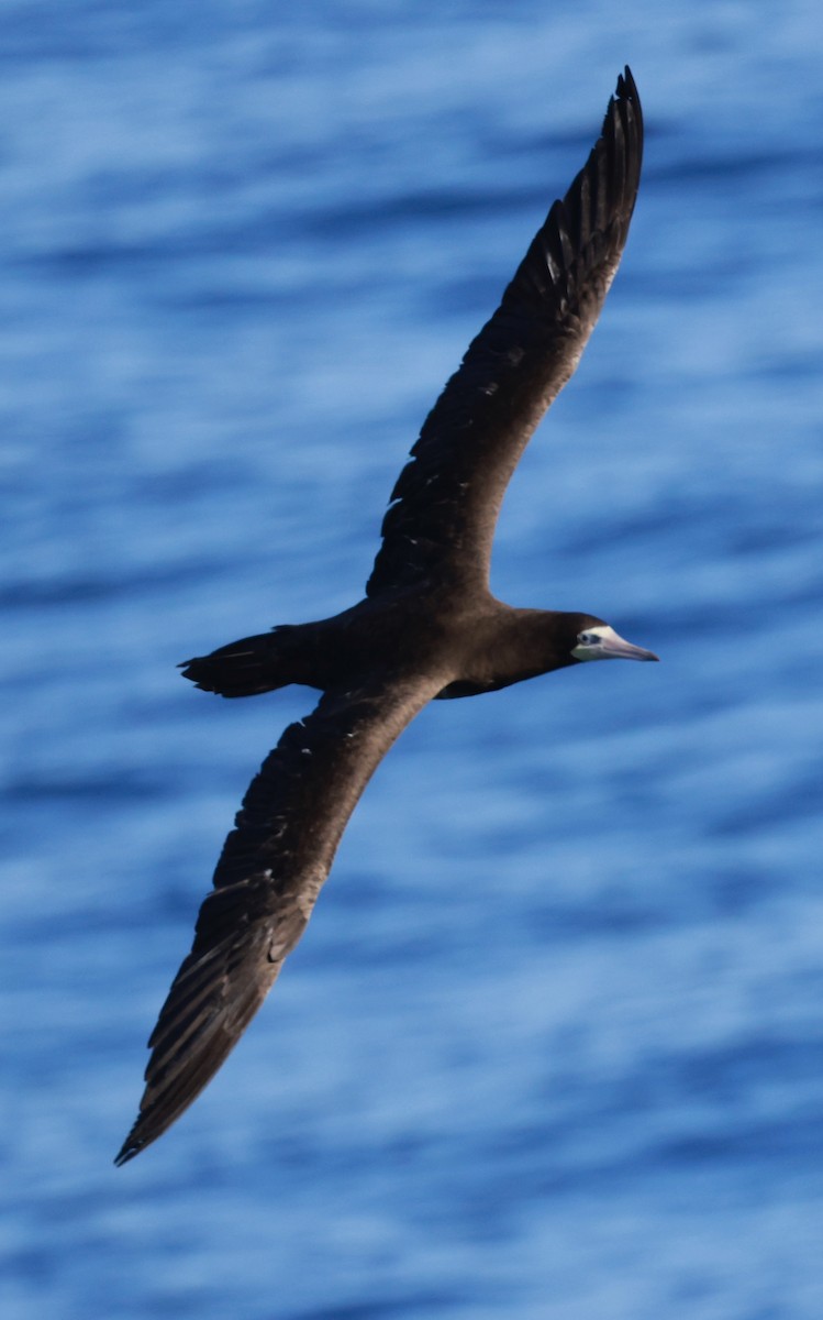 Brown Booby - ML616526007