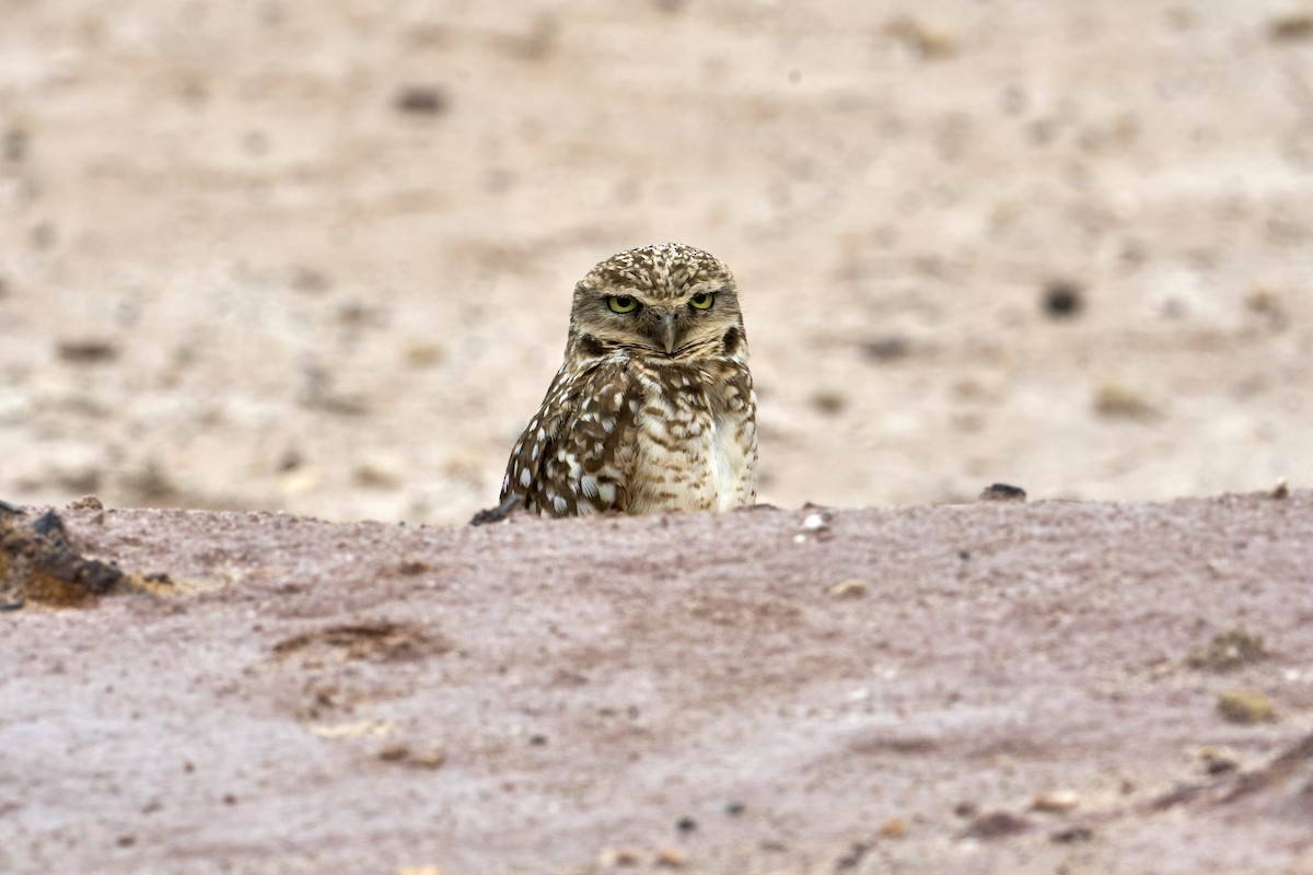 Burrowing Owl - ML616526013